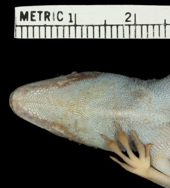 Media type: image;   Herpetology R-70813 Aspect: head ventral